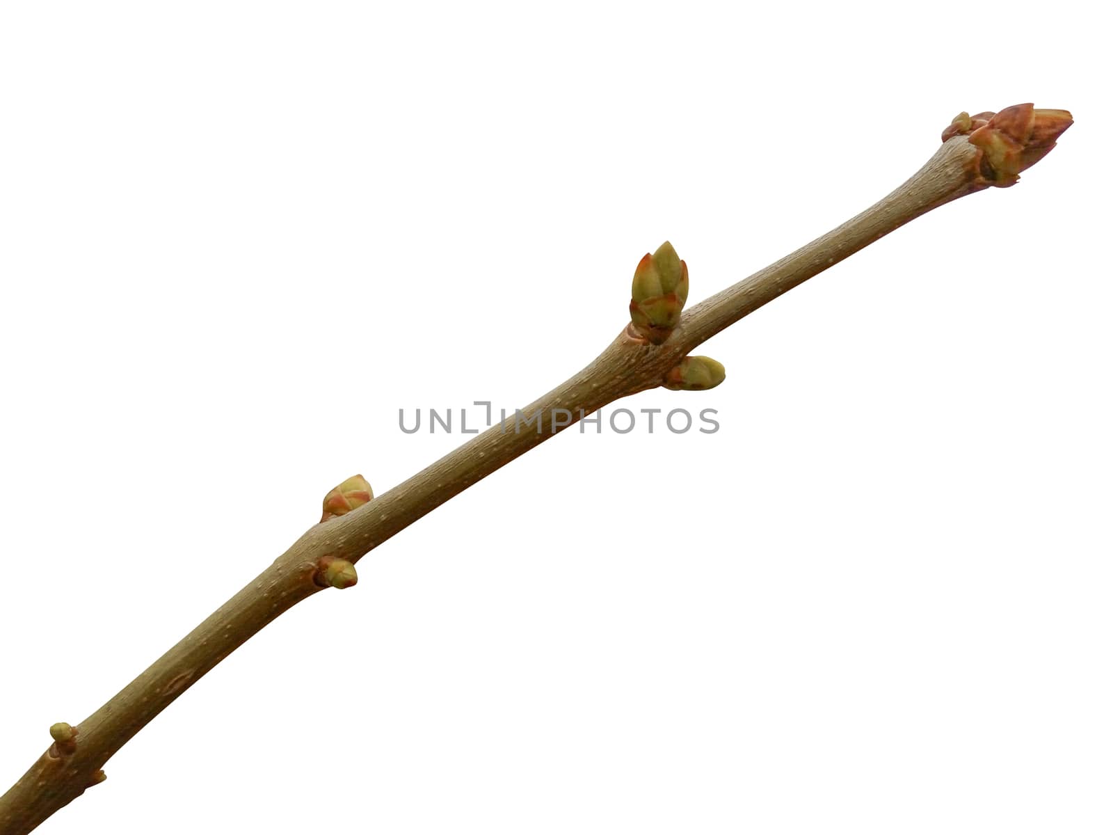 Branch with swollen buds isolated on white with clipping path
