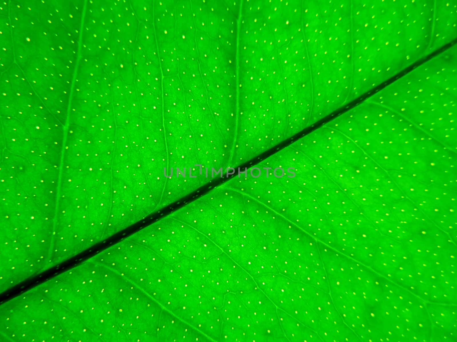 Green transparent leaf of citrus close up background