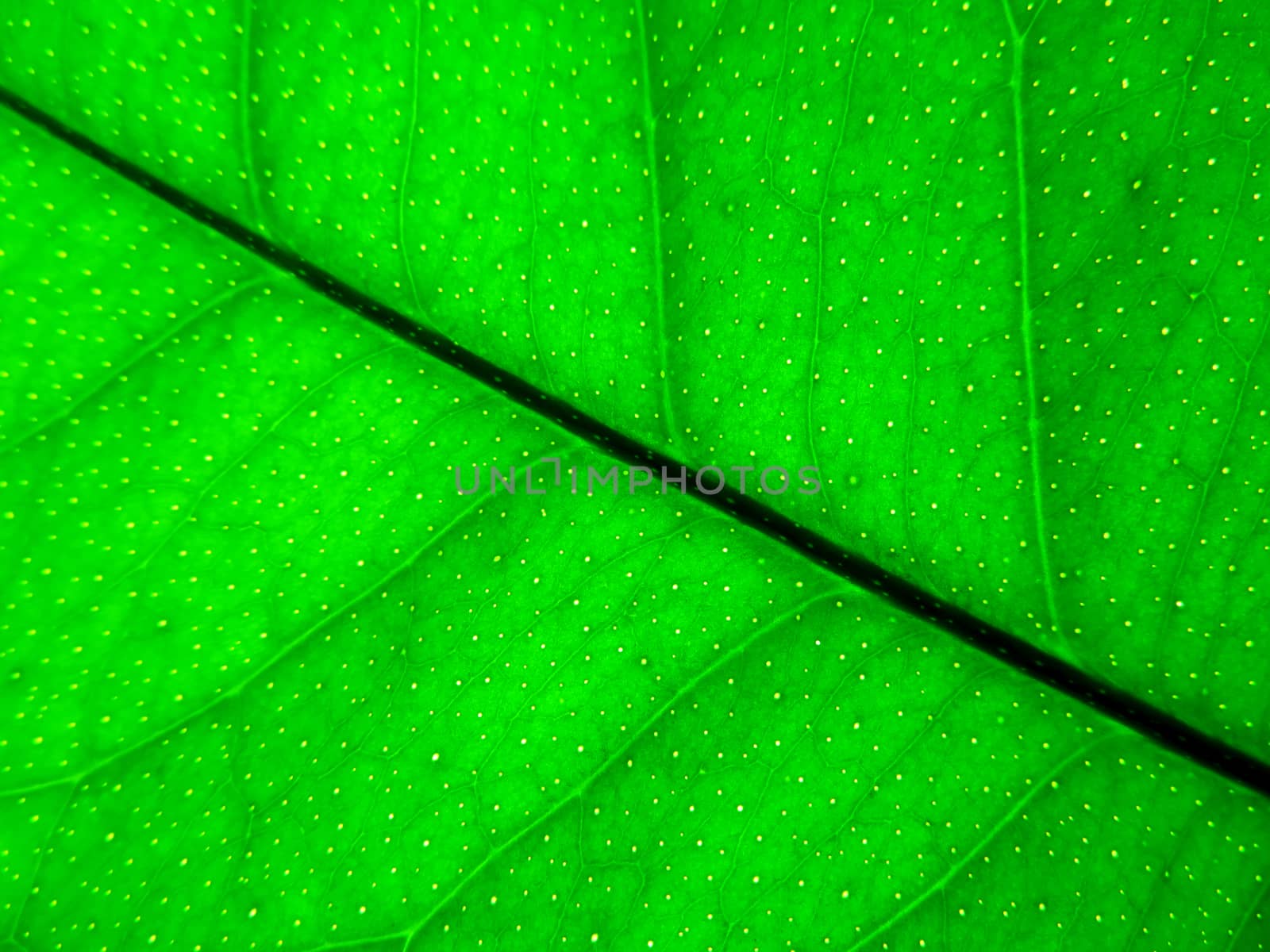 Green transparent leaf of citrus close up background