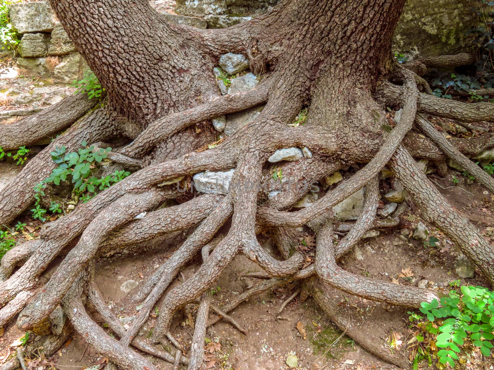 Closeup roots of large old fir tree
