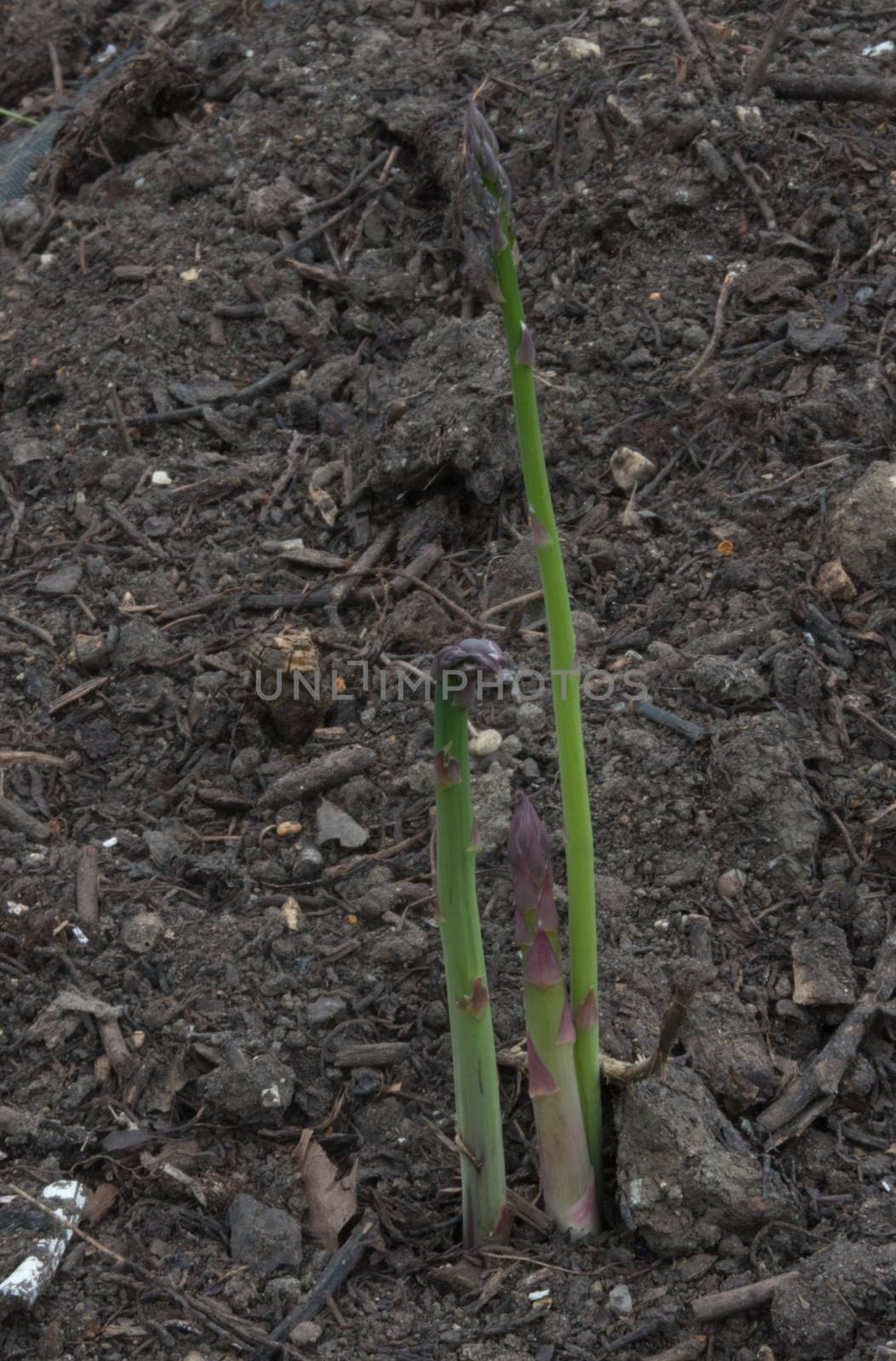 Asparagus Spears Growing in a Vegetable Garden