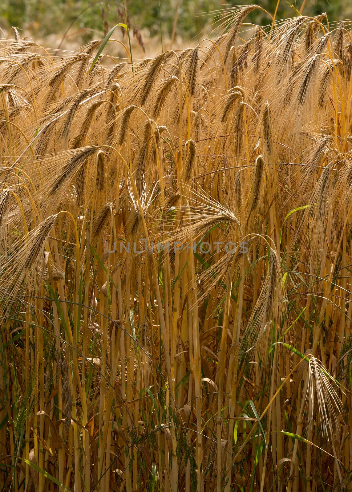 Barley Field by TimAwe