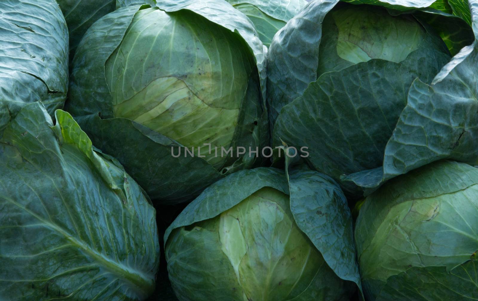 Cabbages for sale on a market stall