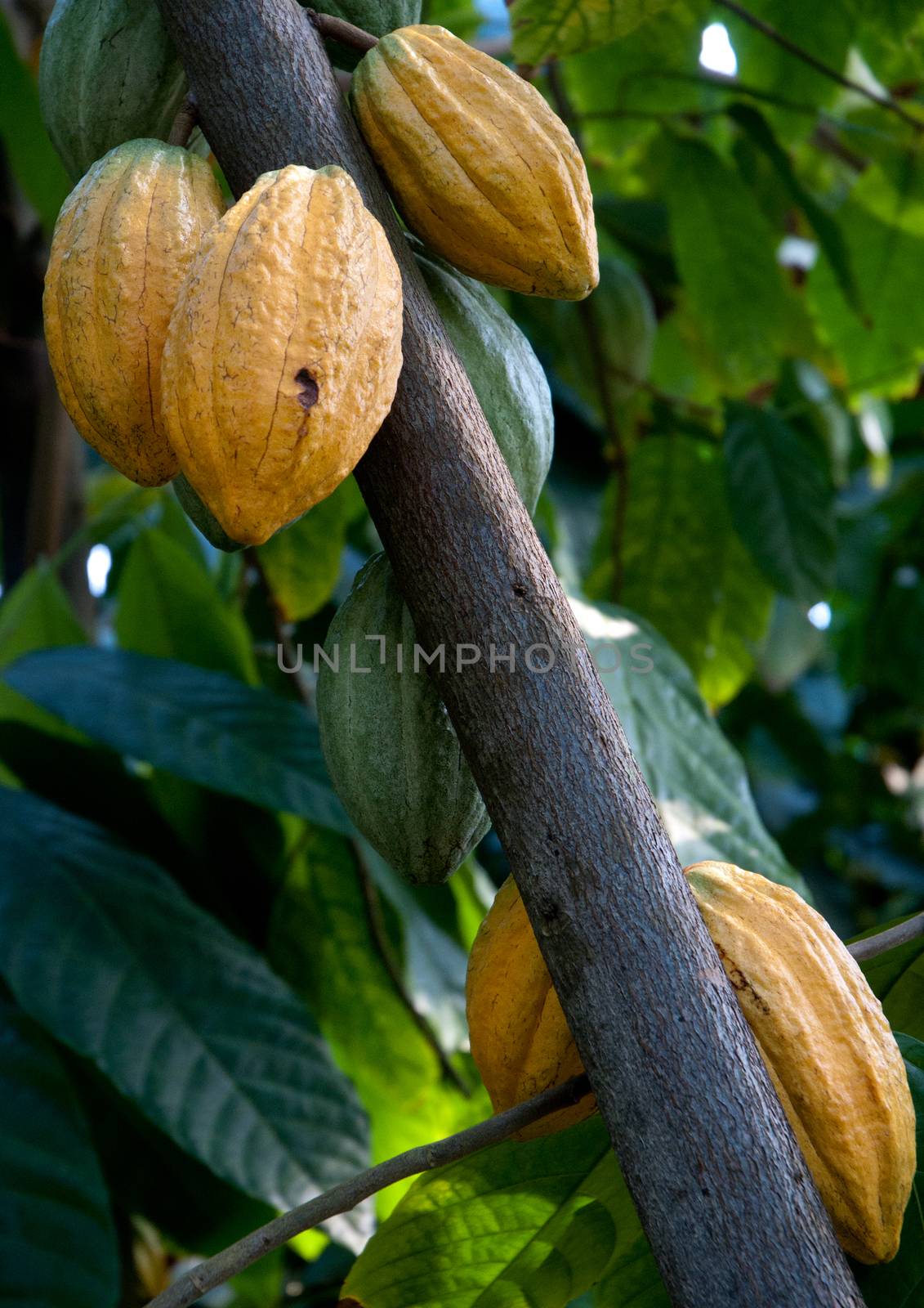 Cocoa Pods growing