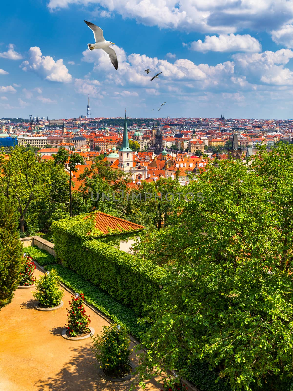 Prague red roofs and dozen spires of historical Old Town of Prague. Birds flying over red rooftops, spires and the Charles Bridge and Vltava River in the background. Prague, Czechia.