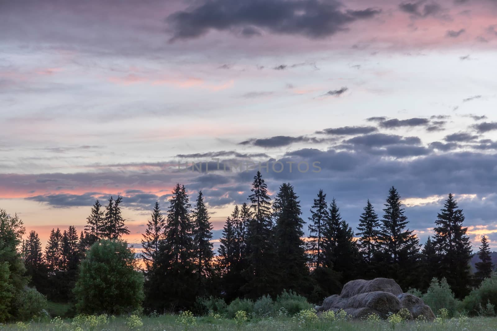 morning with a bright pink sky over the forest by sveter