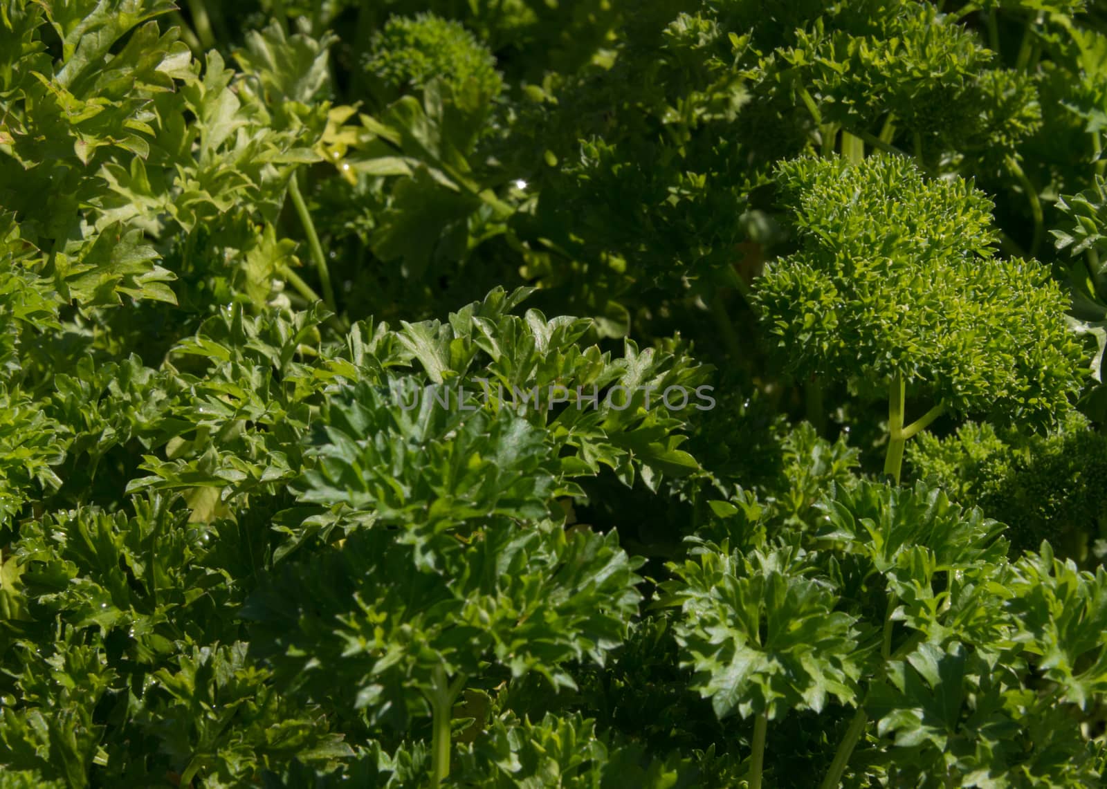 Curly leaved Parsley herb