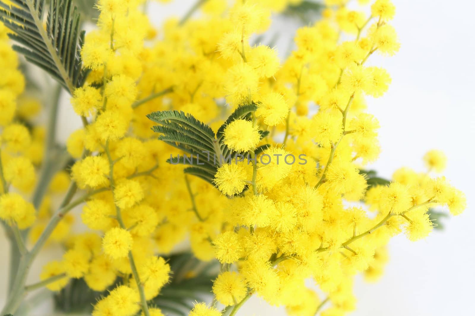 Mimosa isolated on white