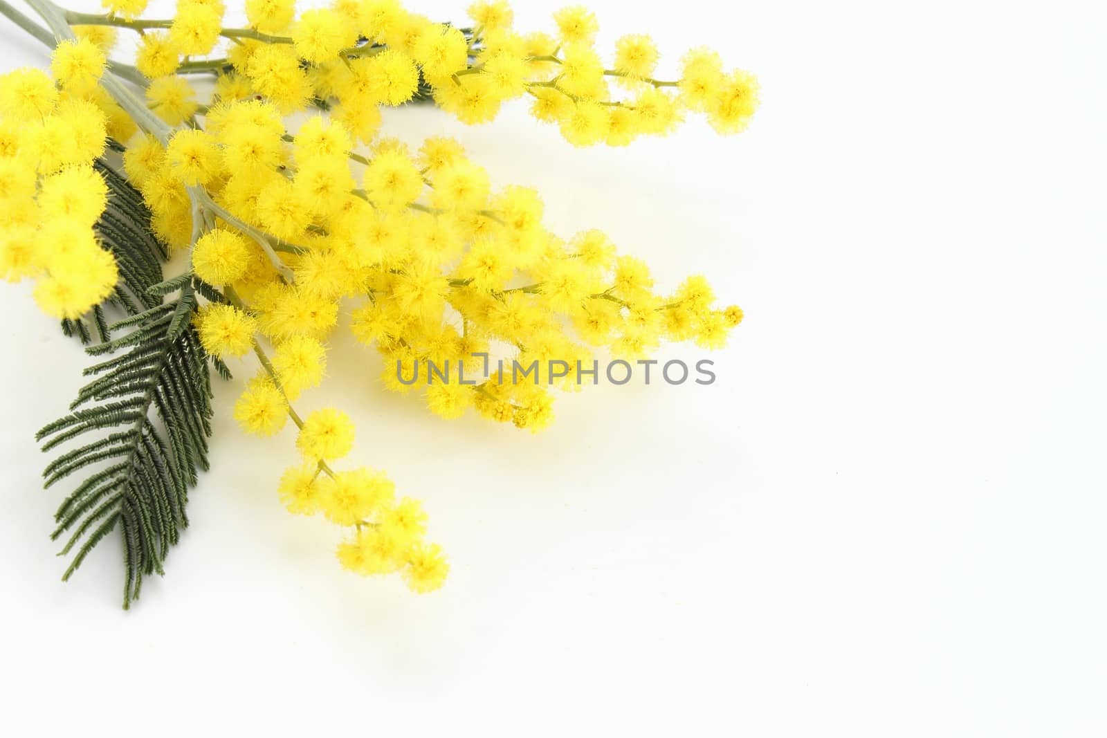 Mimosa isolated on white