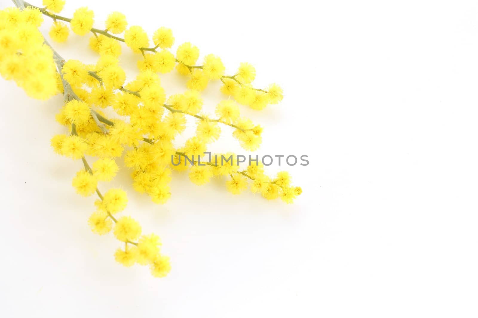 Mimosa isolated on white