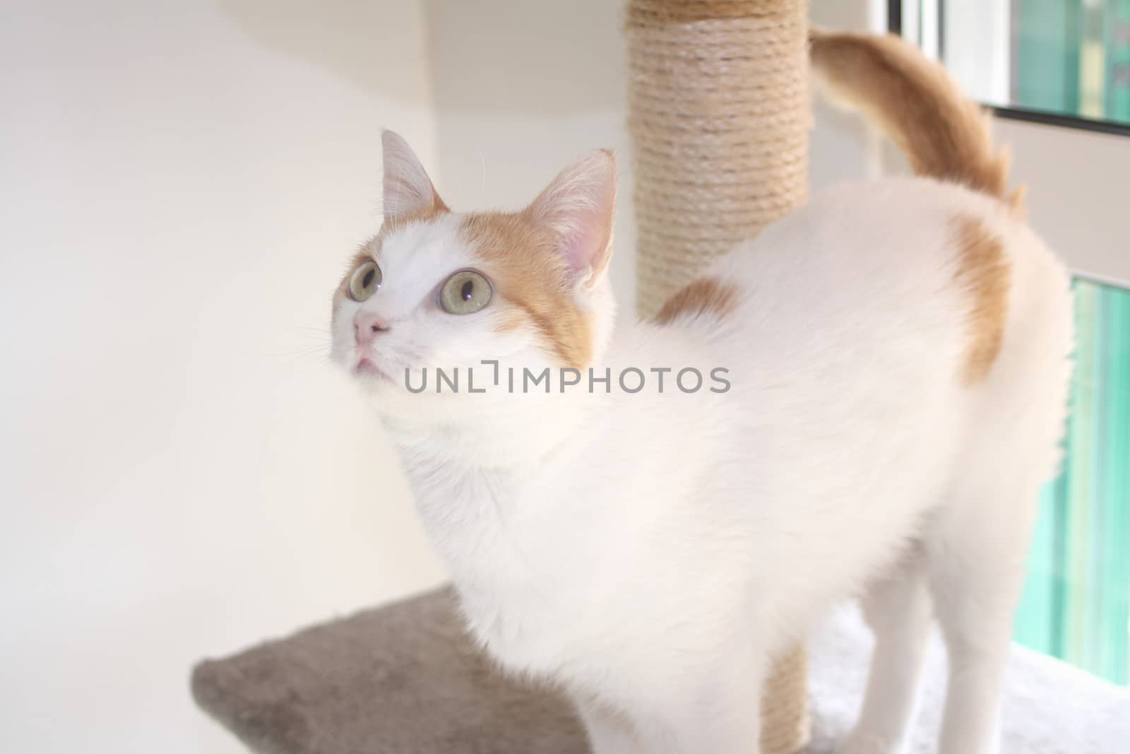 Red and white cat and scratching post