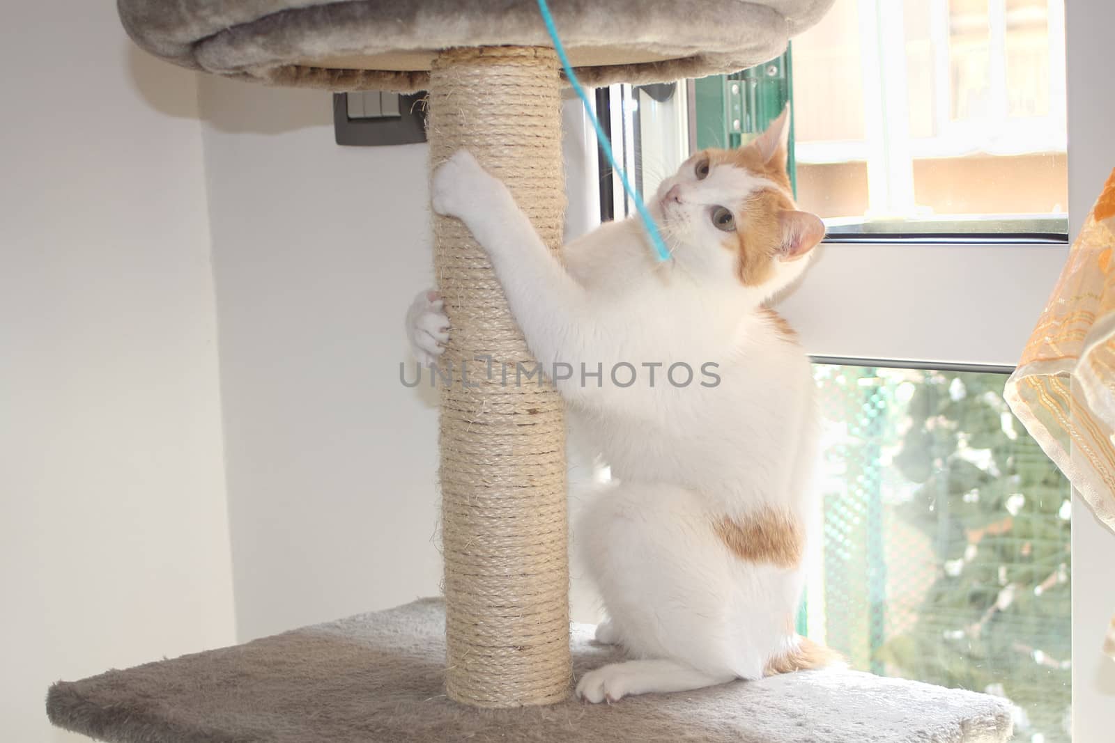 Red and white cat playing with string on scratching post