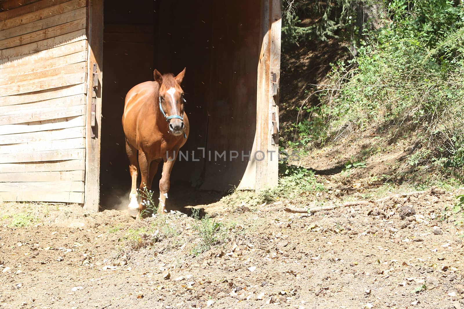 Brown horse coming out of stable