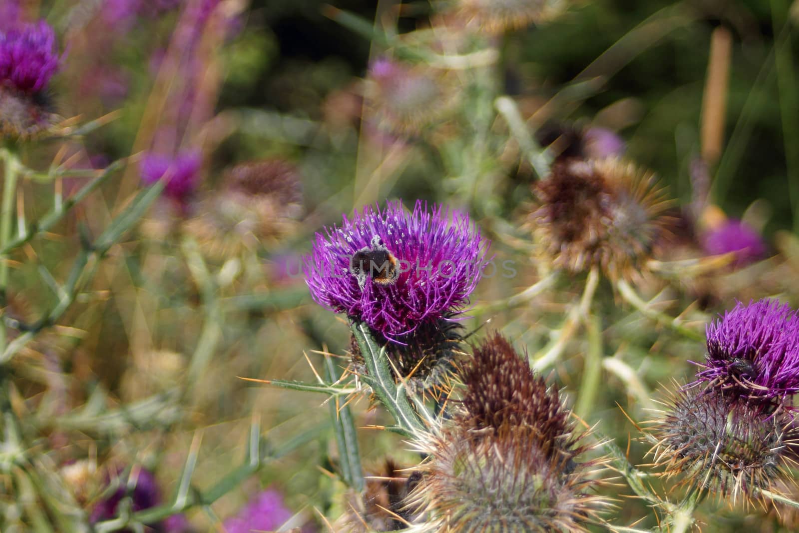 Thistle flower with bee