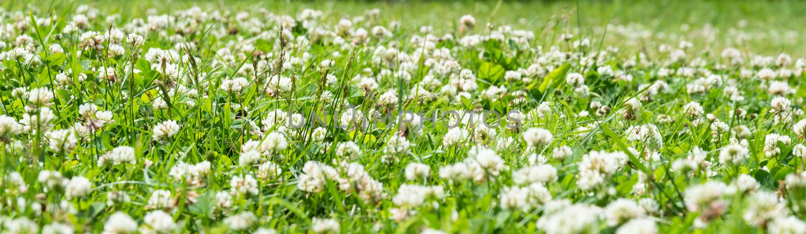 Clover Field. white Flowering clover Trifolium pratense repens. Lawn with white trefoil flowers and green grass. Fresh summer or spring background  in meadow