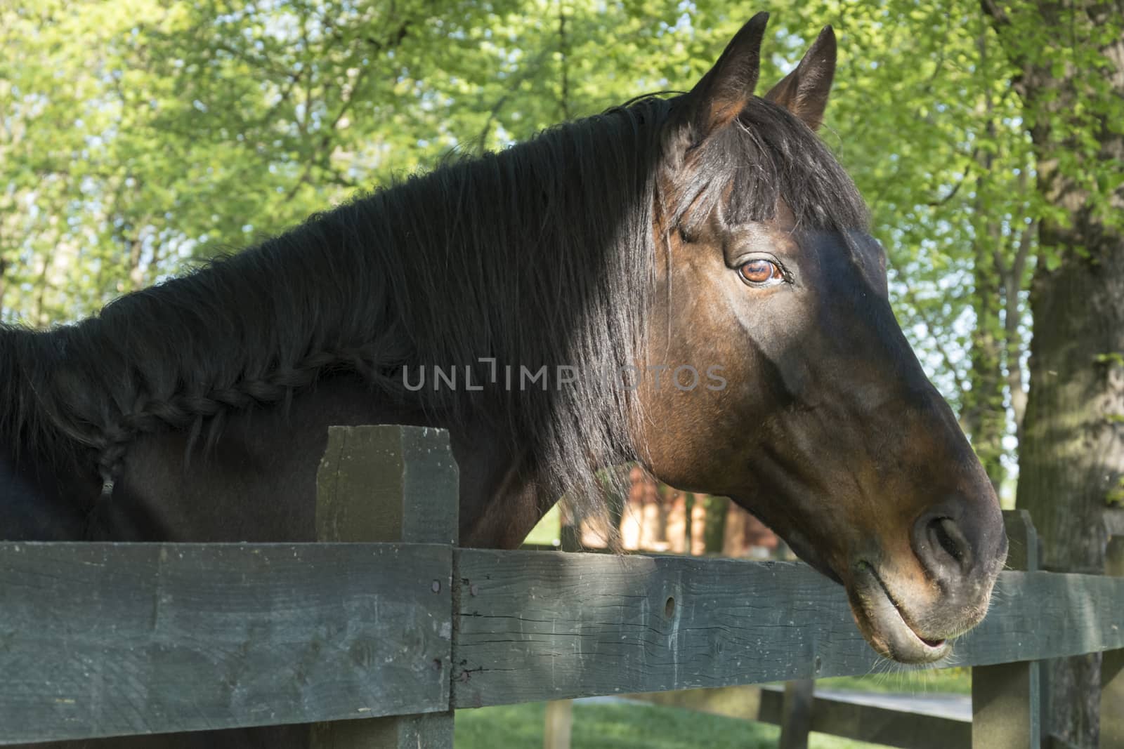 portrait of beautiful horse with pretty eyes near fence in daytime in green spring landscape