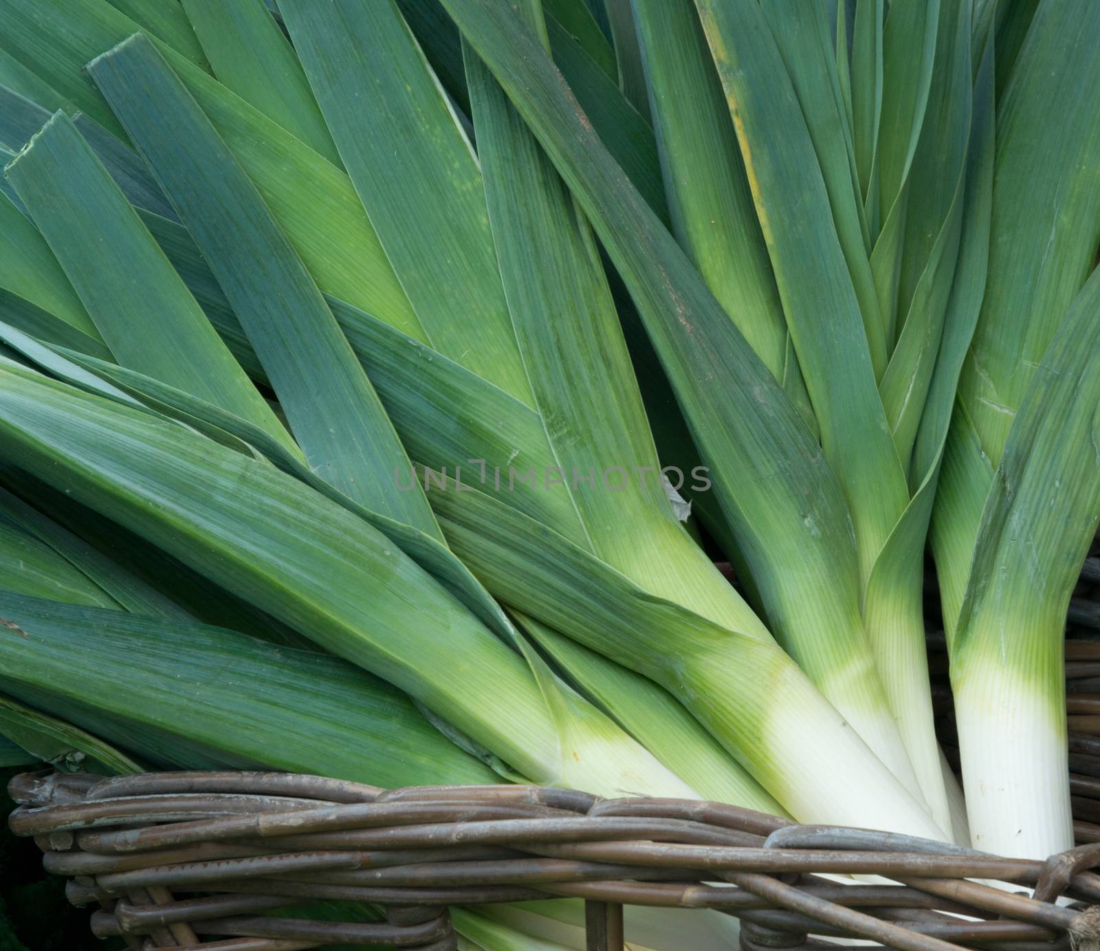 Fresh Leeks for sale on a market stall