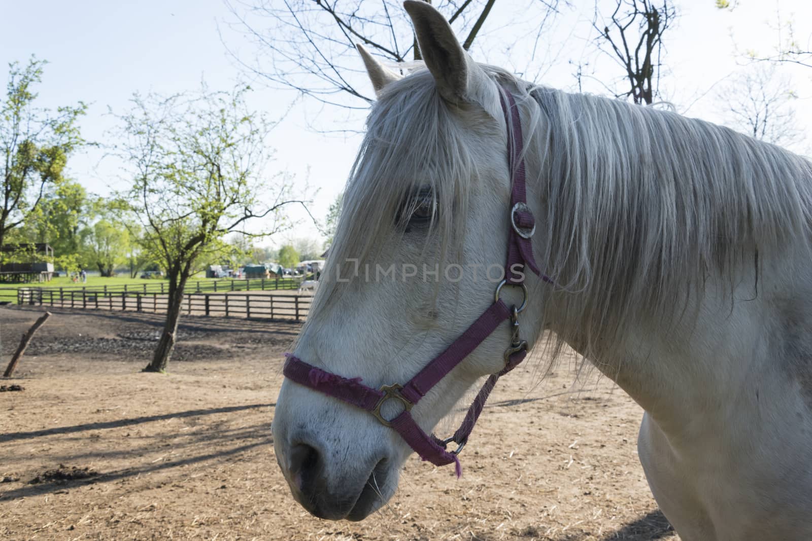 Head of Horse. portrait of white trakehner mare horse. Close-Up Of thoroughbred stallion