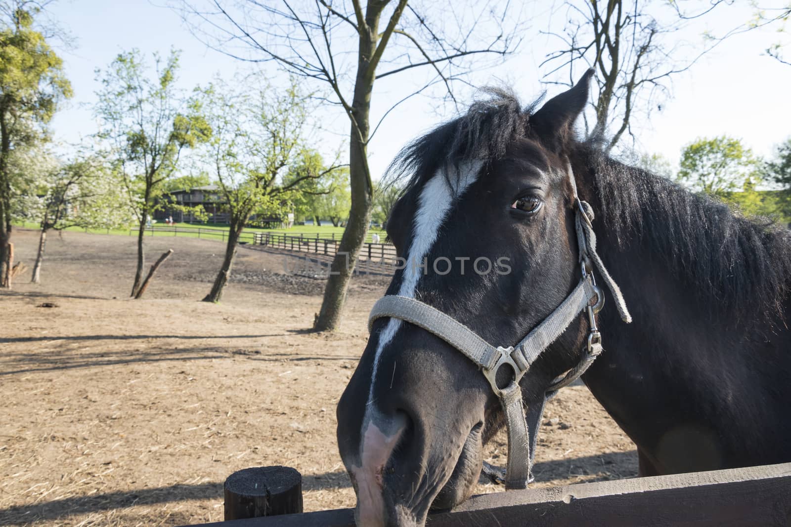 Horse head. Detail of the dark stallion head looking at camera through the wooden fence on pasture, in spring golden afternoon sun.