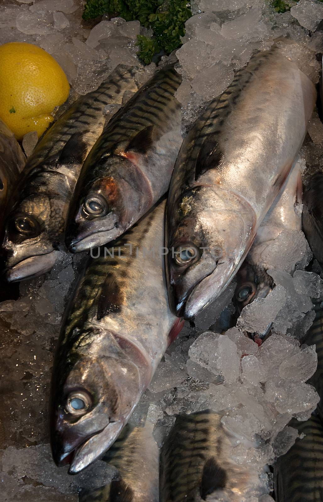 Sussex Mackerel by TimAwe