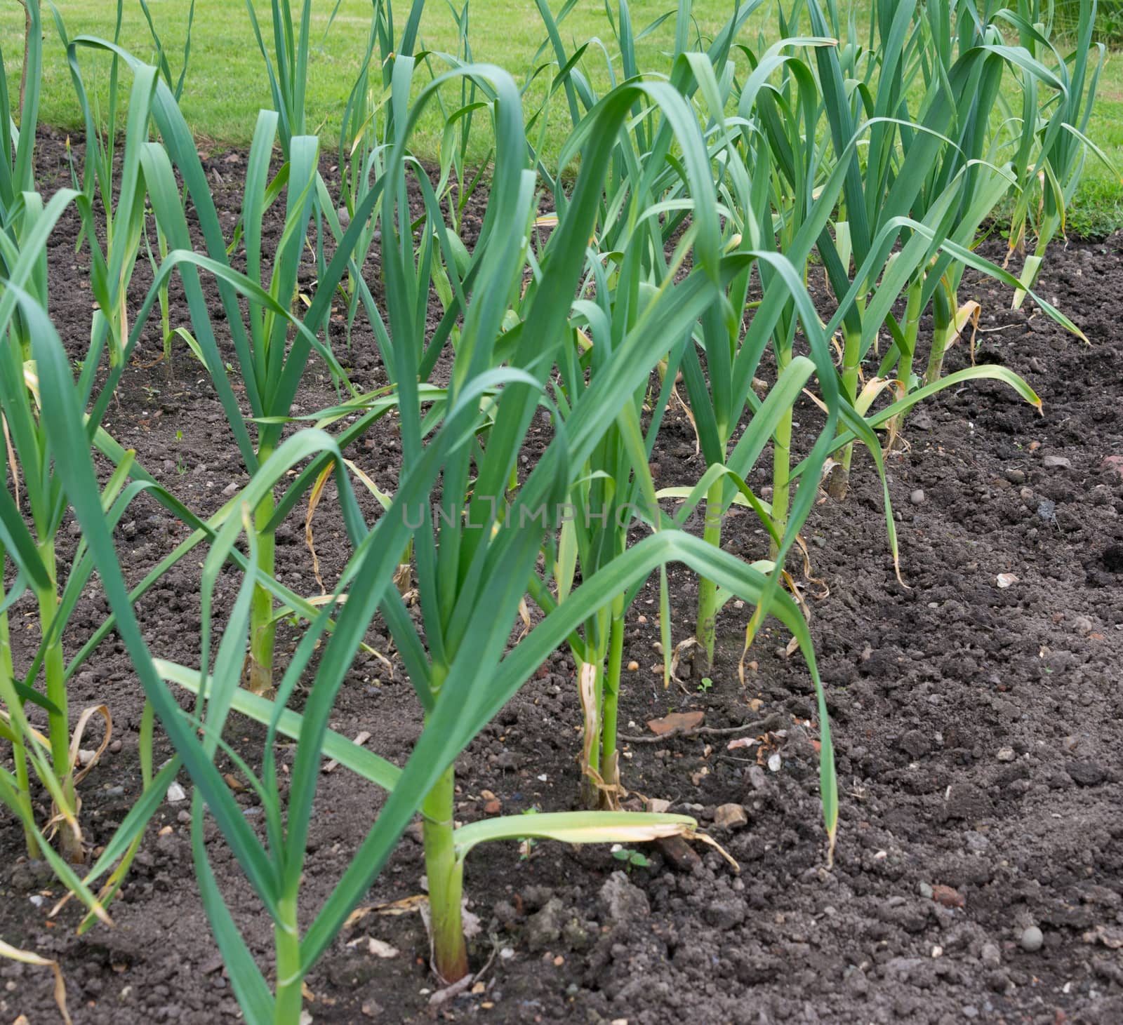 Garlic Plants growing on an allotment