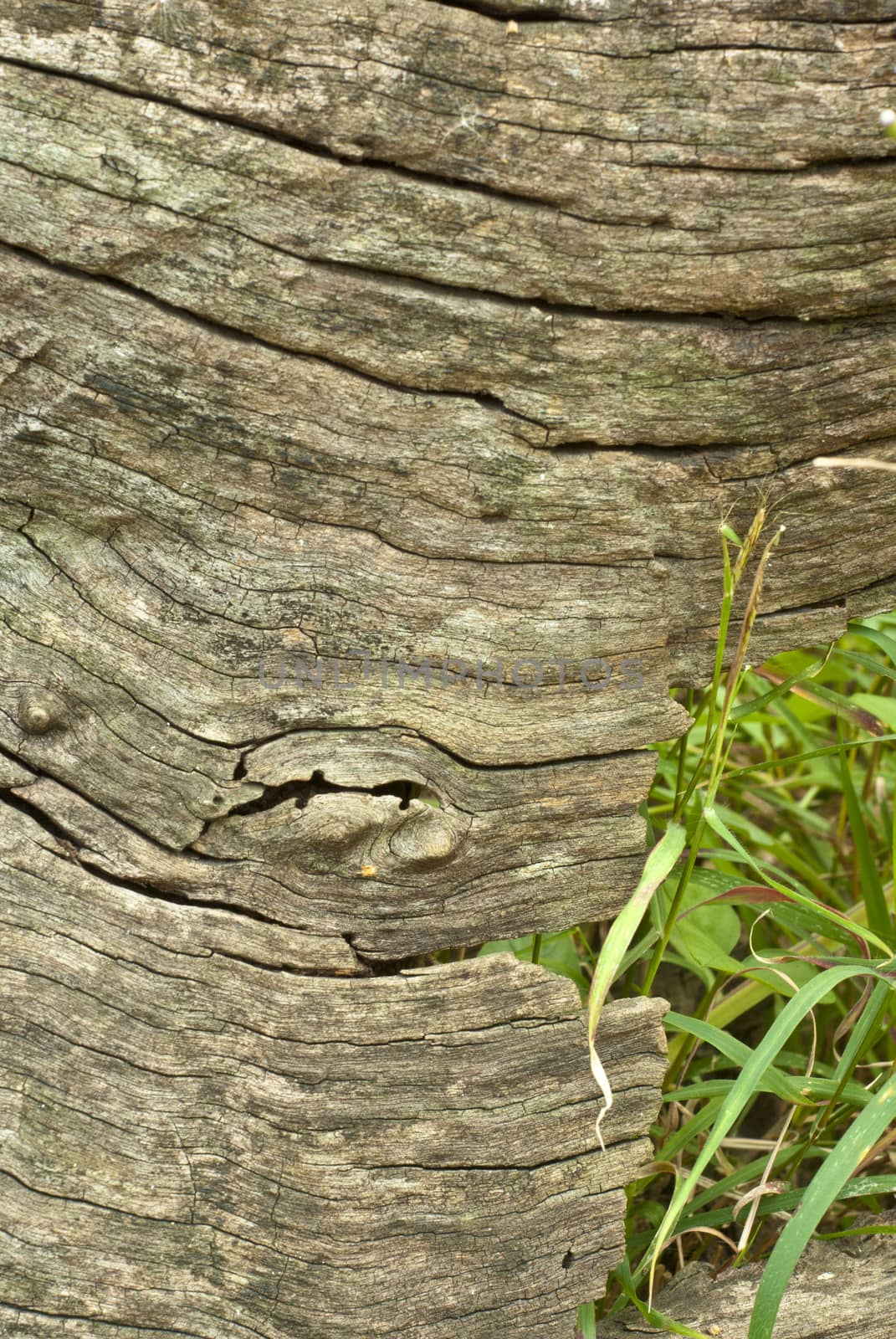 Texture of wood by Satakorn