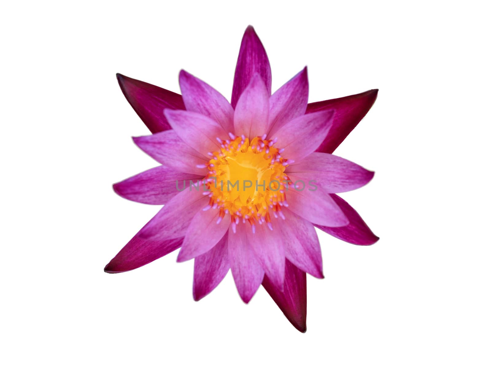 Top view purple lotus and yellow pollen, isolated on white background