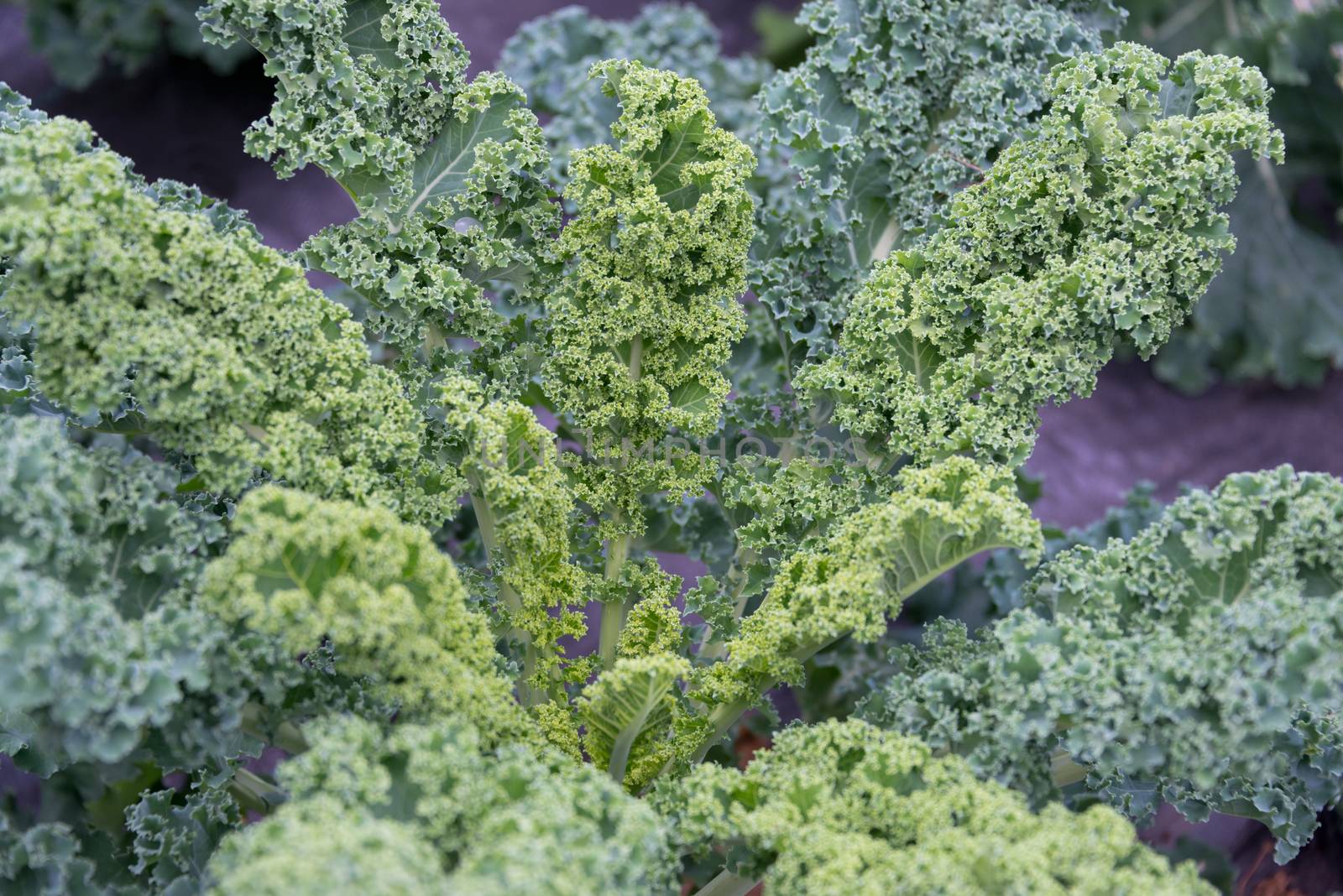 Kale Plant Growing in an Allotment by TimAwe