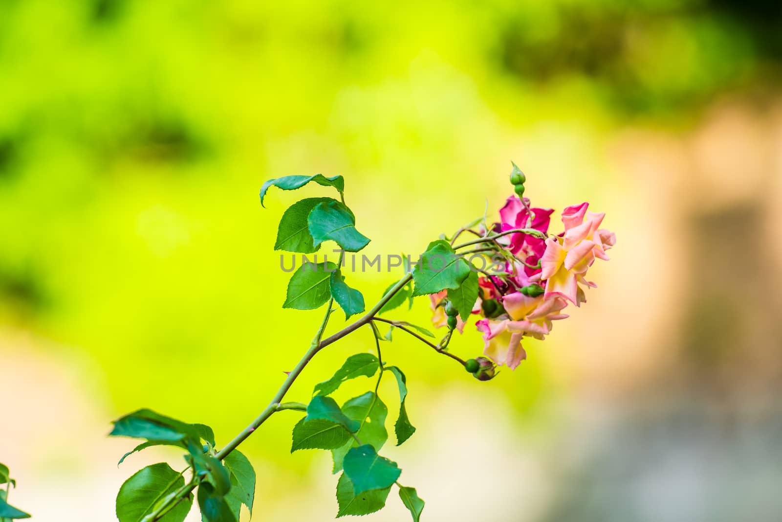 Pink rose flowers with green and yellow background blur UK