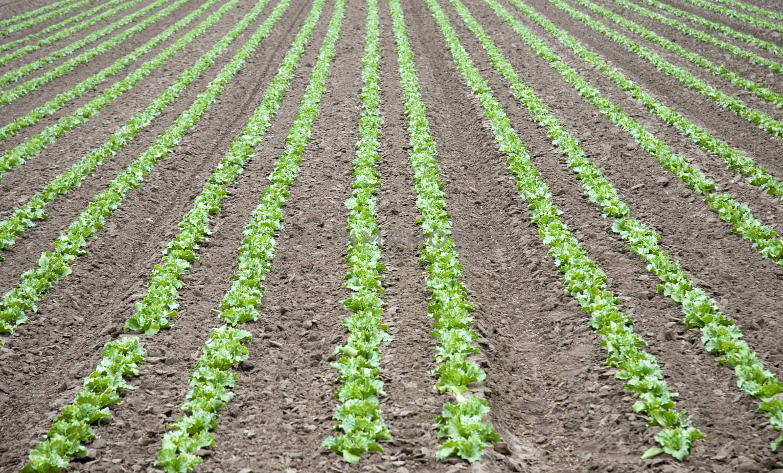 A field growing a crop of lettuce