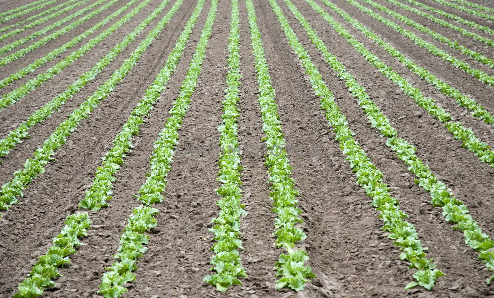 Field of Lettuce by TimAwe