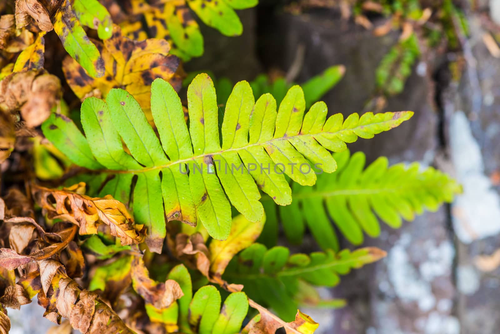 Common polypody growing on a wall in UK