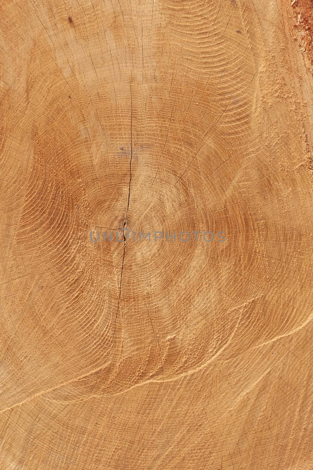Texture of freshly cut wood. A tree with cracks and age circles.