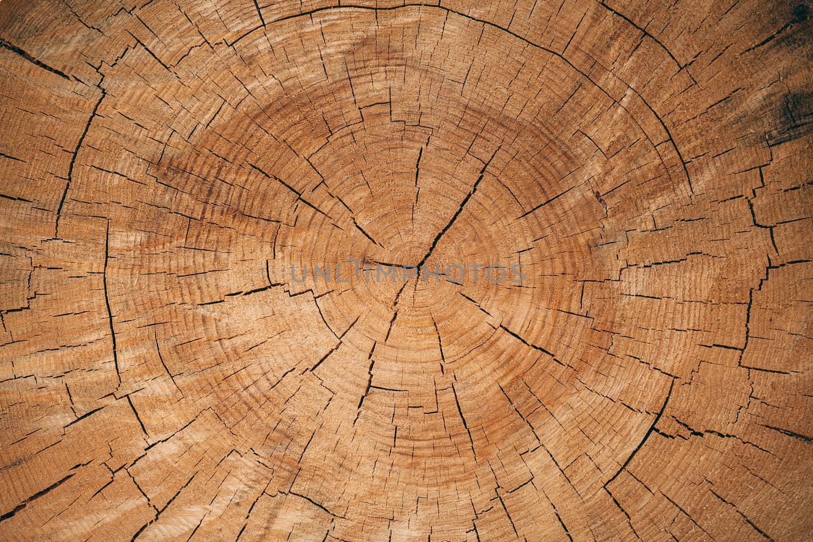 Texture of freshly cut wood. A tree with cracks and age circles. by Opikanets