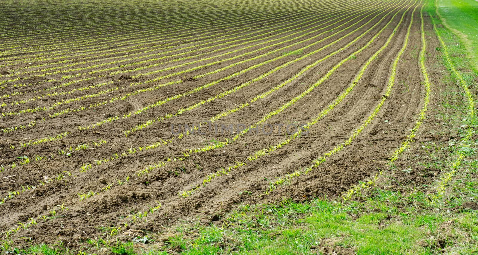 Newly sown corn field by TimAwe