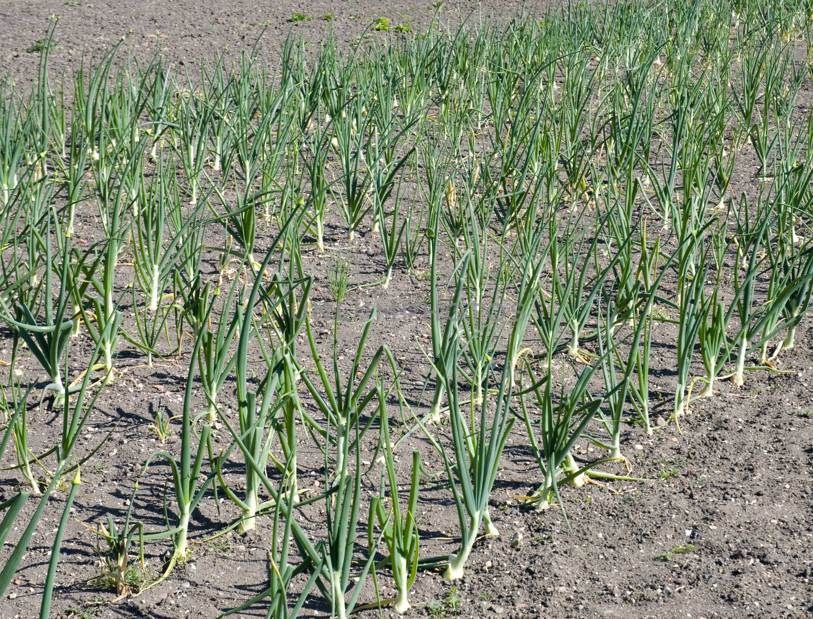 A field of growing onions