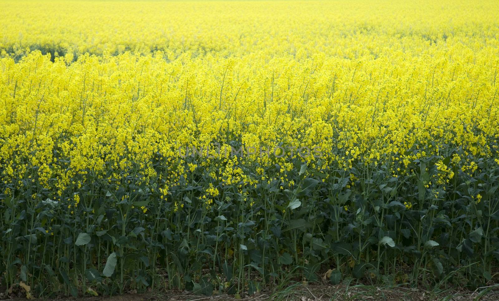 A field full of bright yellow oil seed rape