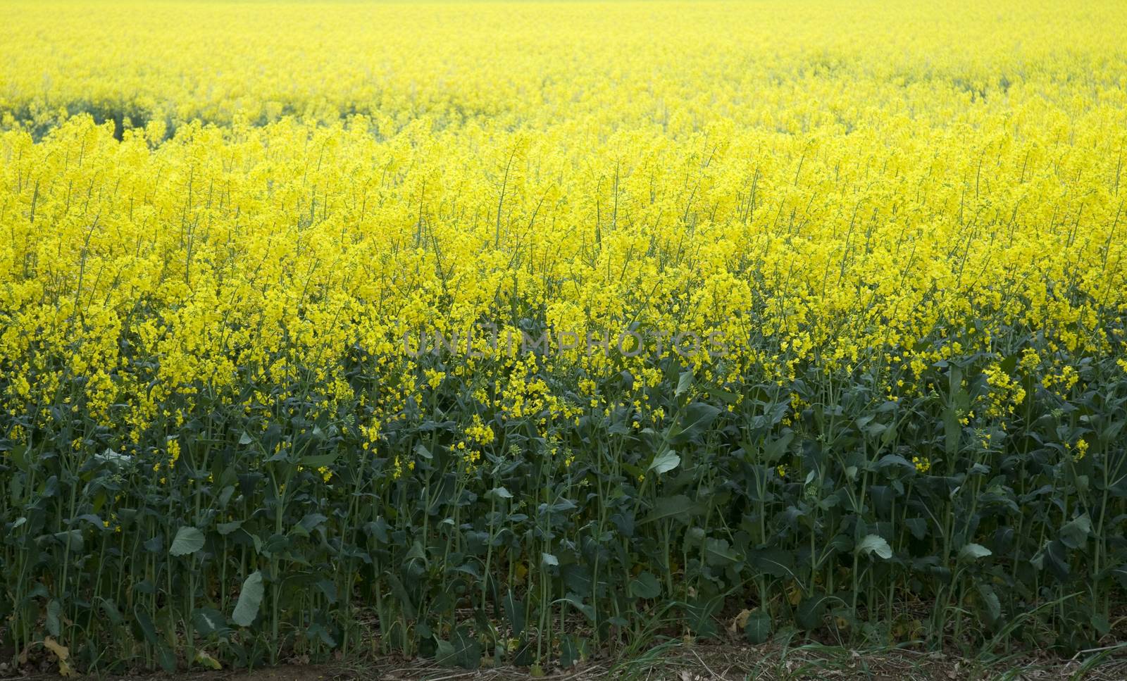 Field of Oil Seed Rape by TimAwe