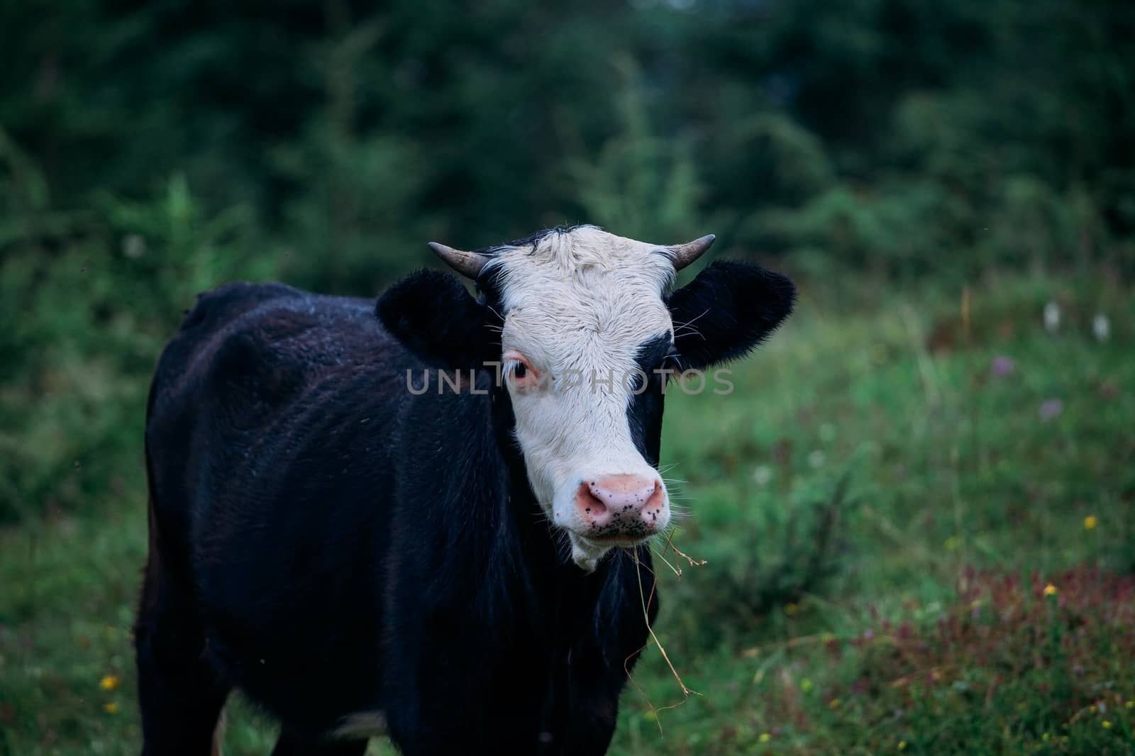 Beautiful black cow with a white muzzle chews grass on a flower meadow. Grazing cow