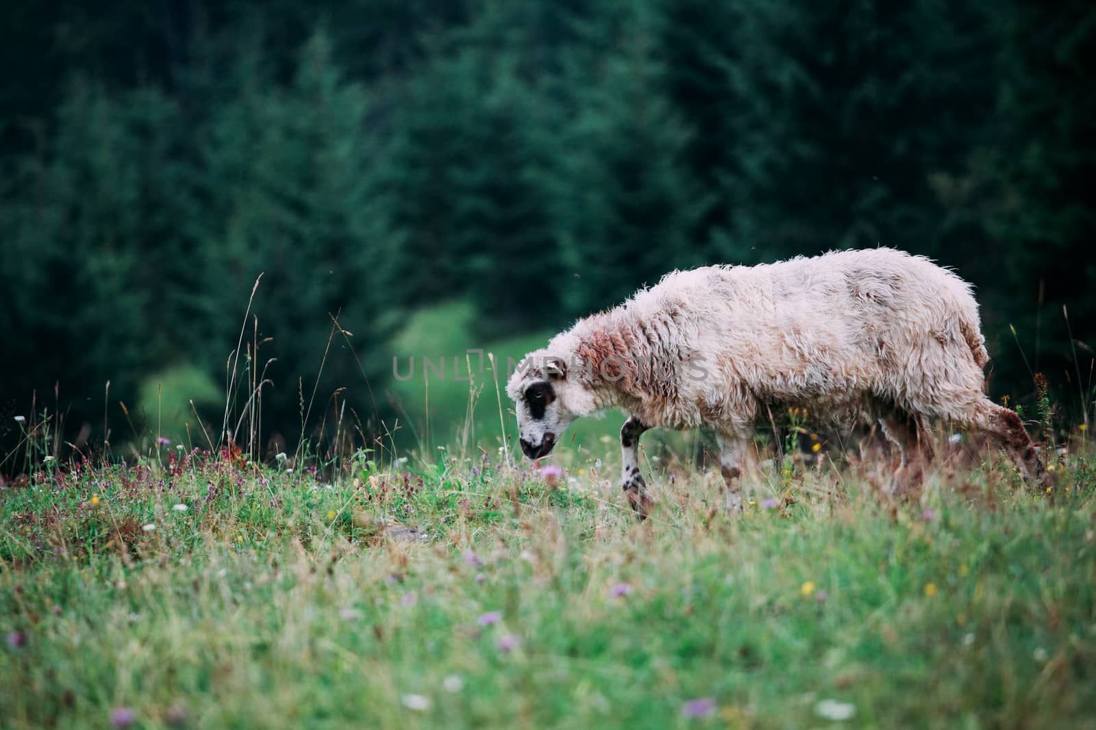 Lamb on a flower hillside. A curly sheep grazes in a meadow.