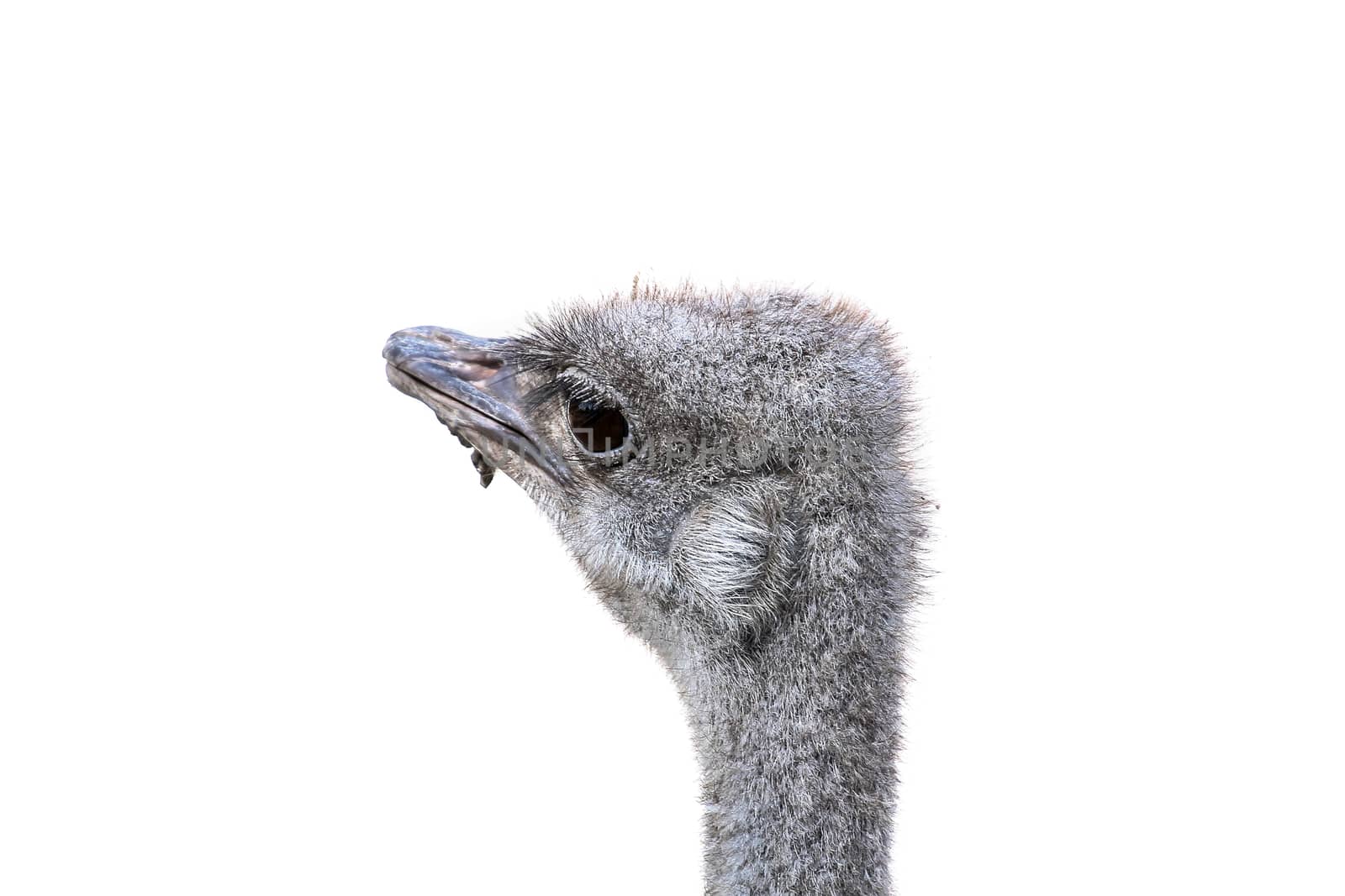 Ostrich head on a white background close-up
 by Opikanets