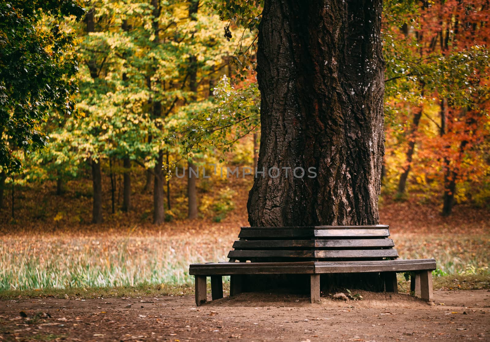 Bench around a tree in autumn park