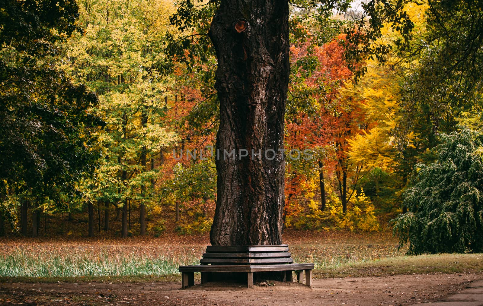 Bench around a tree in autumn park by Opikanets