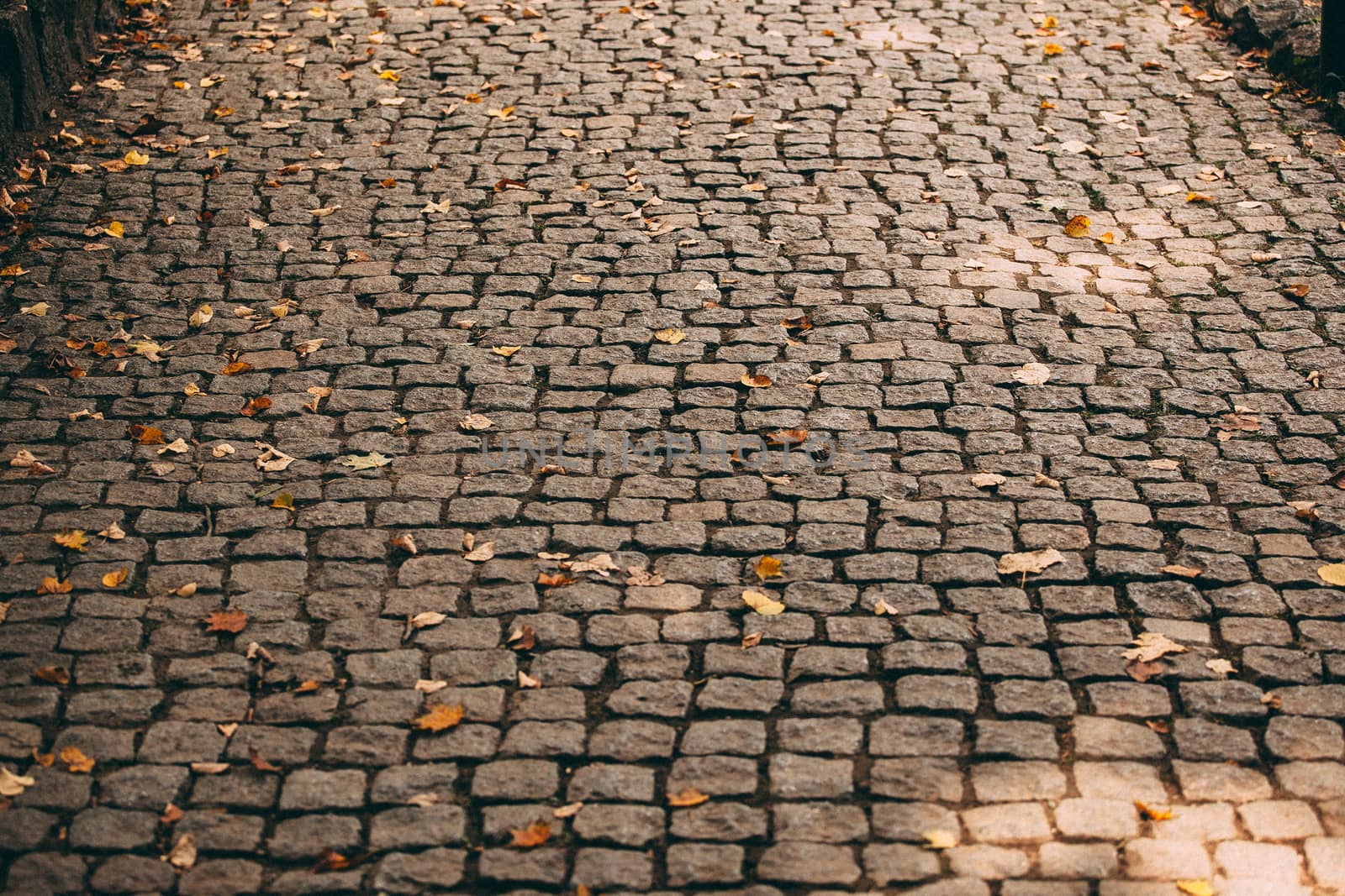 Paving stones in autumn park by Opikanets