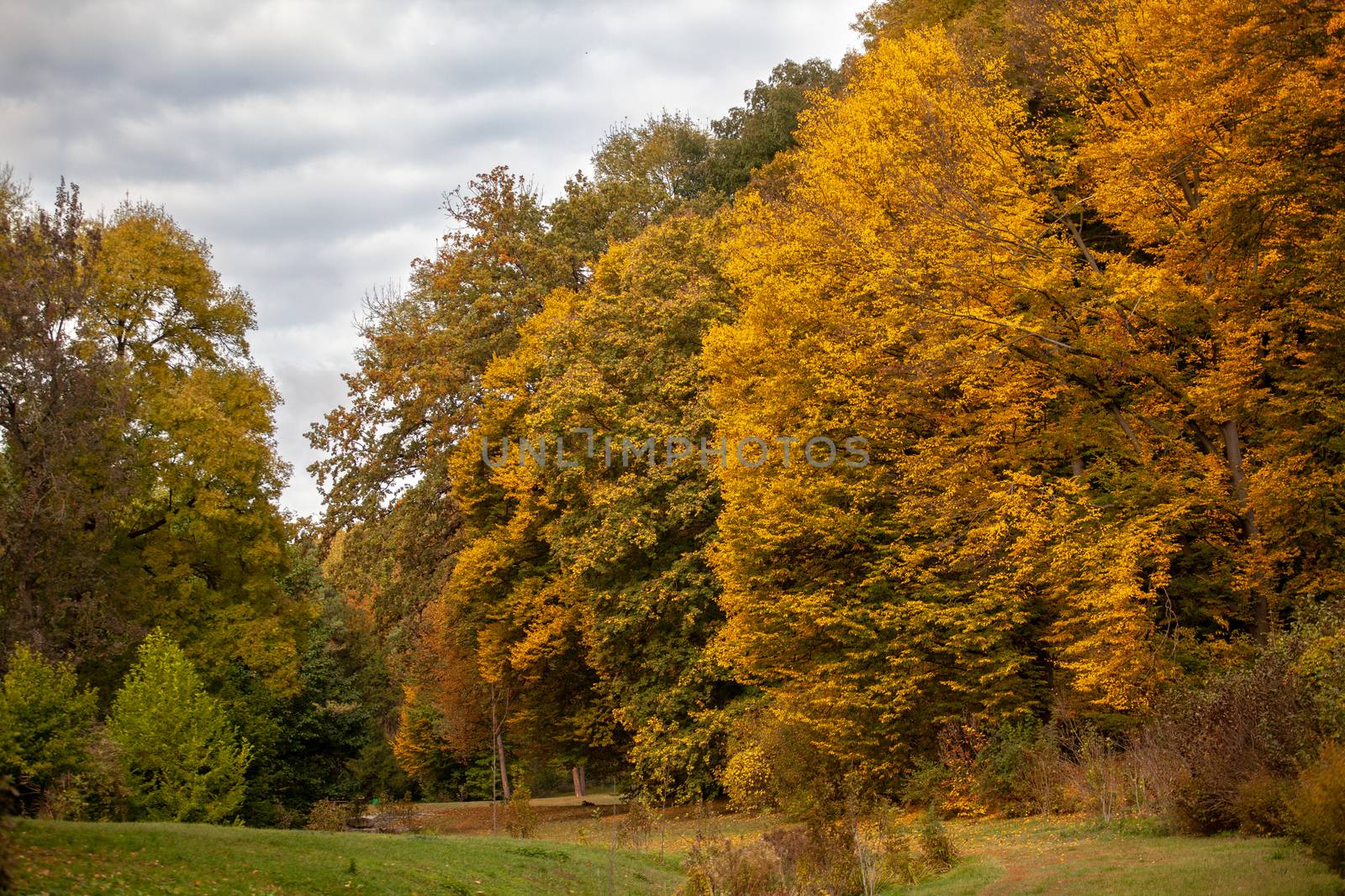 Autumn forest with yellow-green trees. by Opikanets