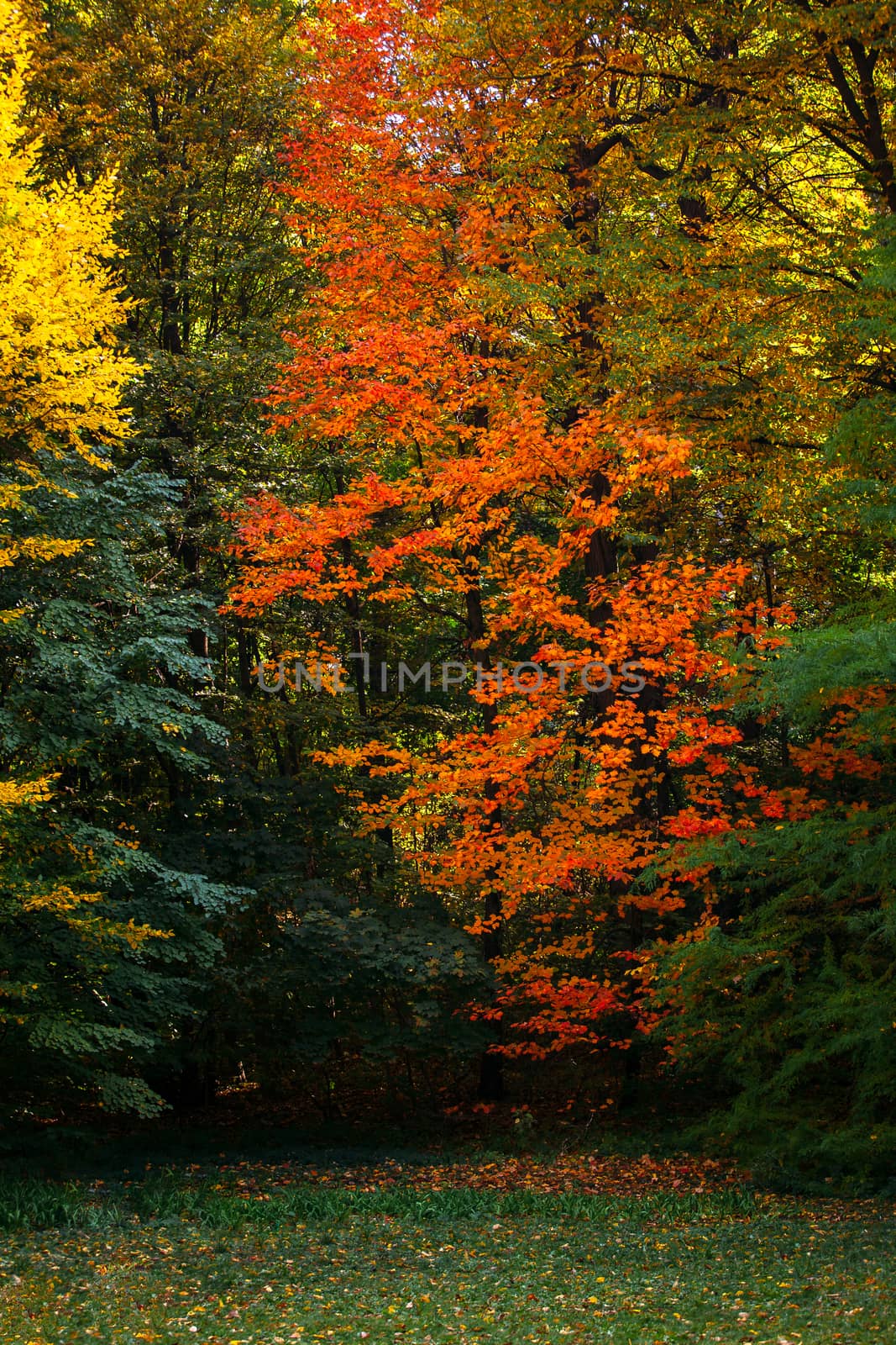 Autumn tree with a red leaf on among green trees by Opikanets