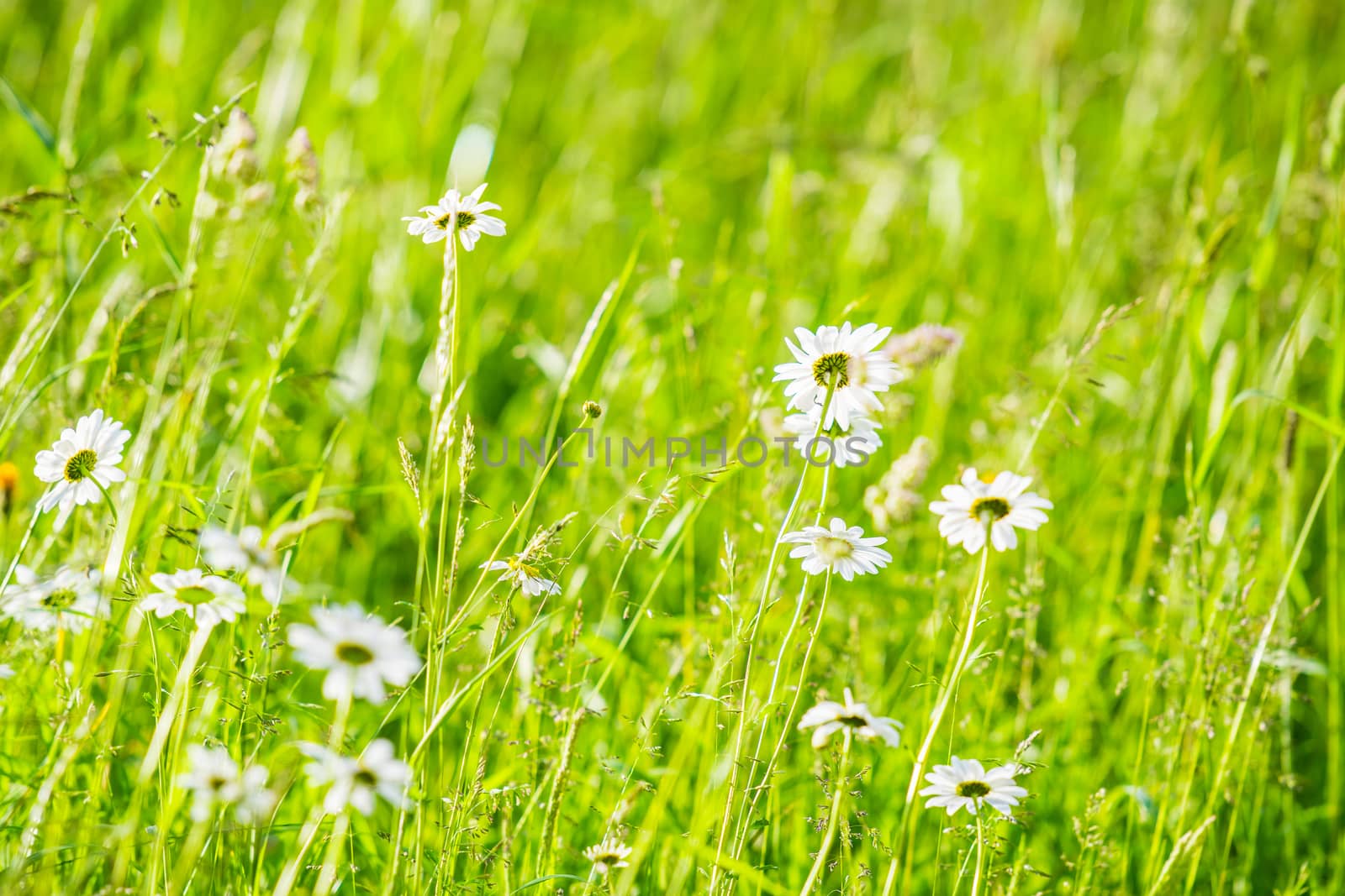 Flowering of daisies. Oxeye daisy, in a lush green field UK by paddythegolfer