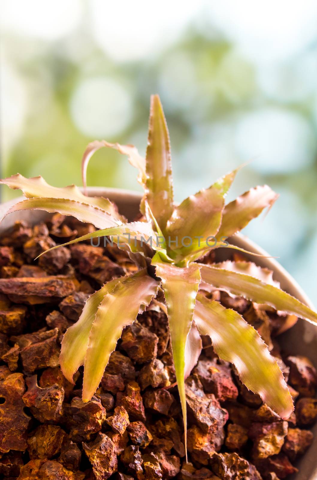 Bromeliad growing in the small ceramic pot by Satakorn