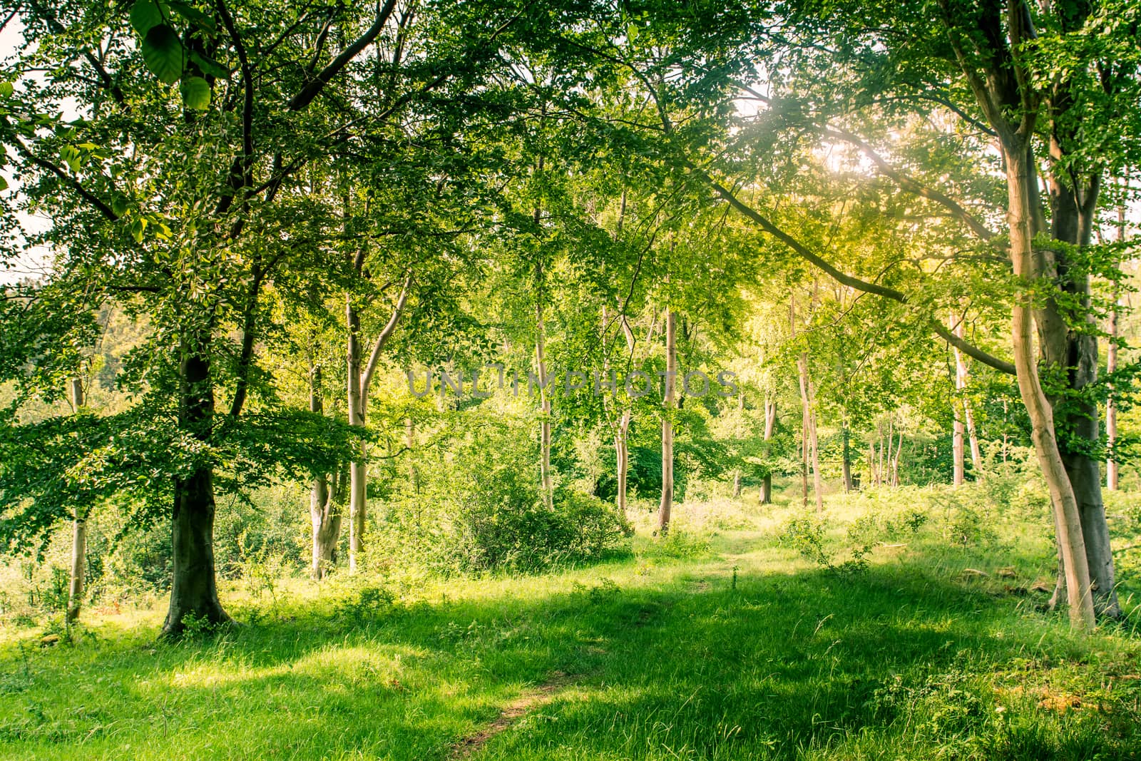 Green trees Sunlit forest glades woodland of oak and birch trees. by paddythegolfer