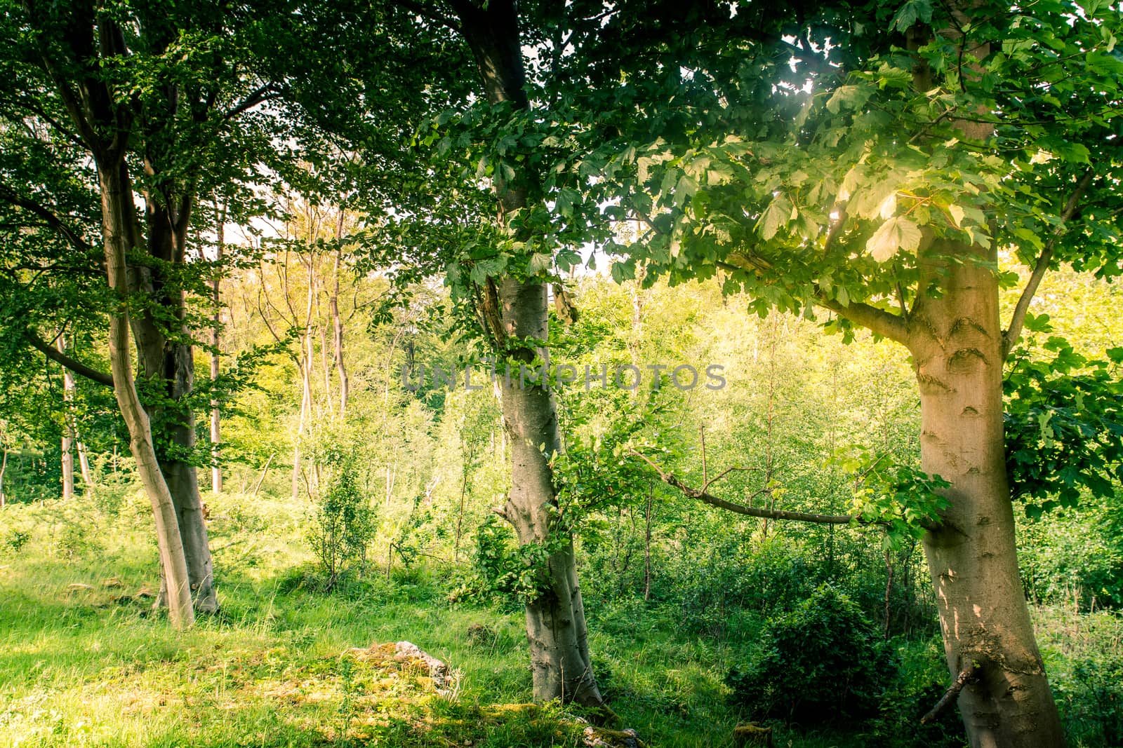 Green trees Sunlit forest glades woodland of oak and birch trees. by paddythegolfer